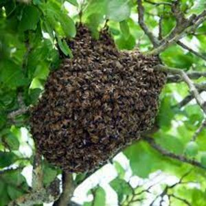 Récupération d'essaim d'abeilles